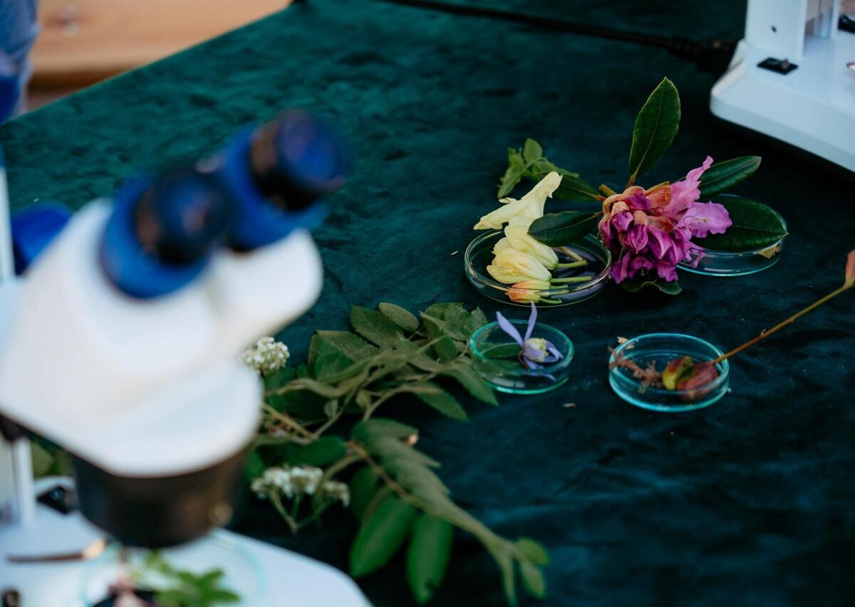 Za nami Przedmajówka 2025 w Mikołowie / fot/ Birdabo Studio